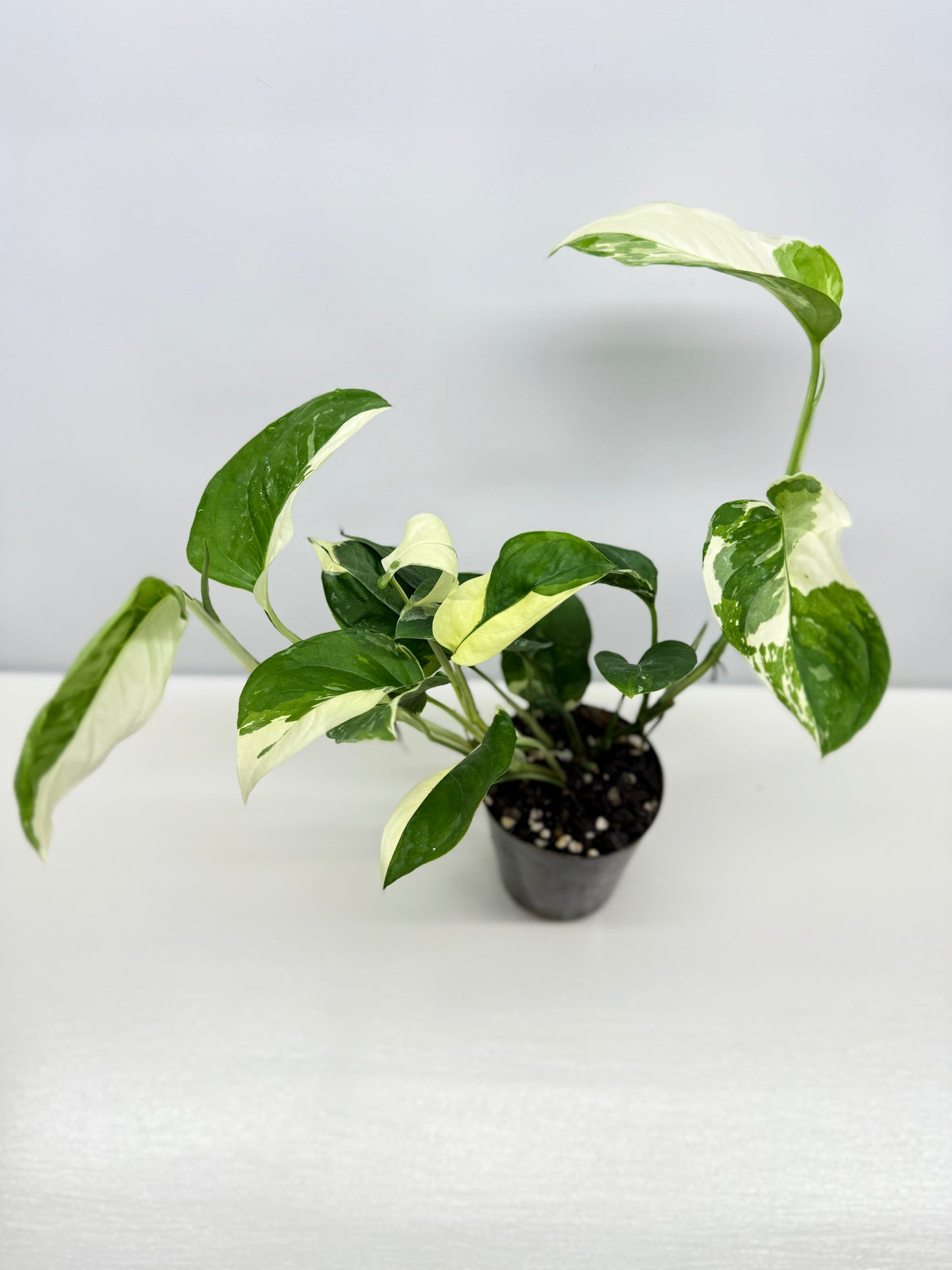 Monstera laniata Variegata D56