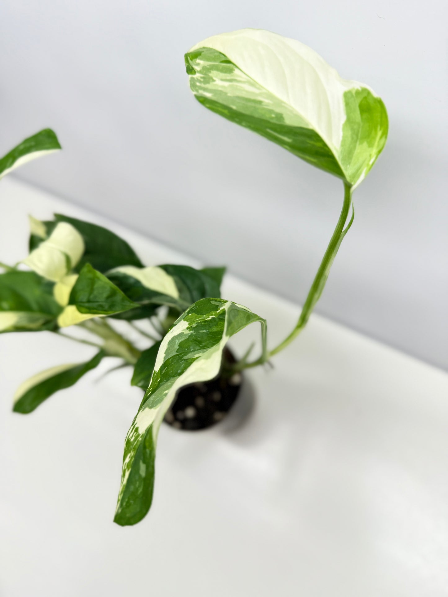 Monstera laniata Variegata D56