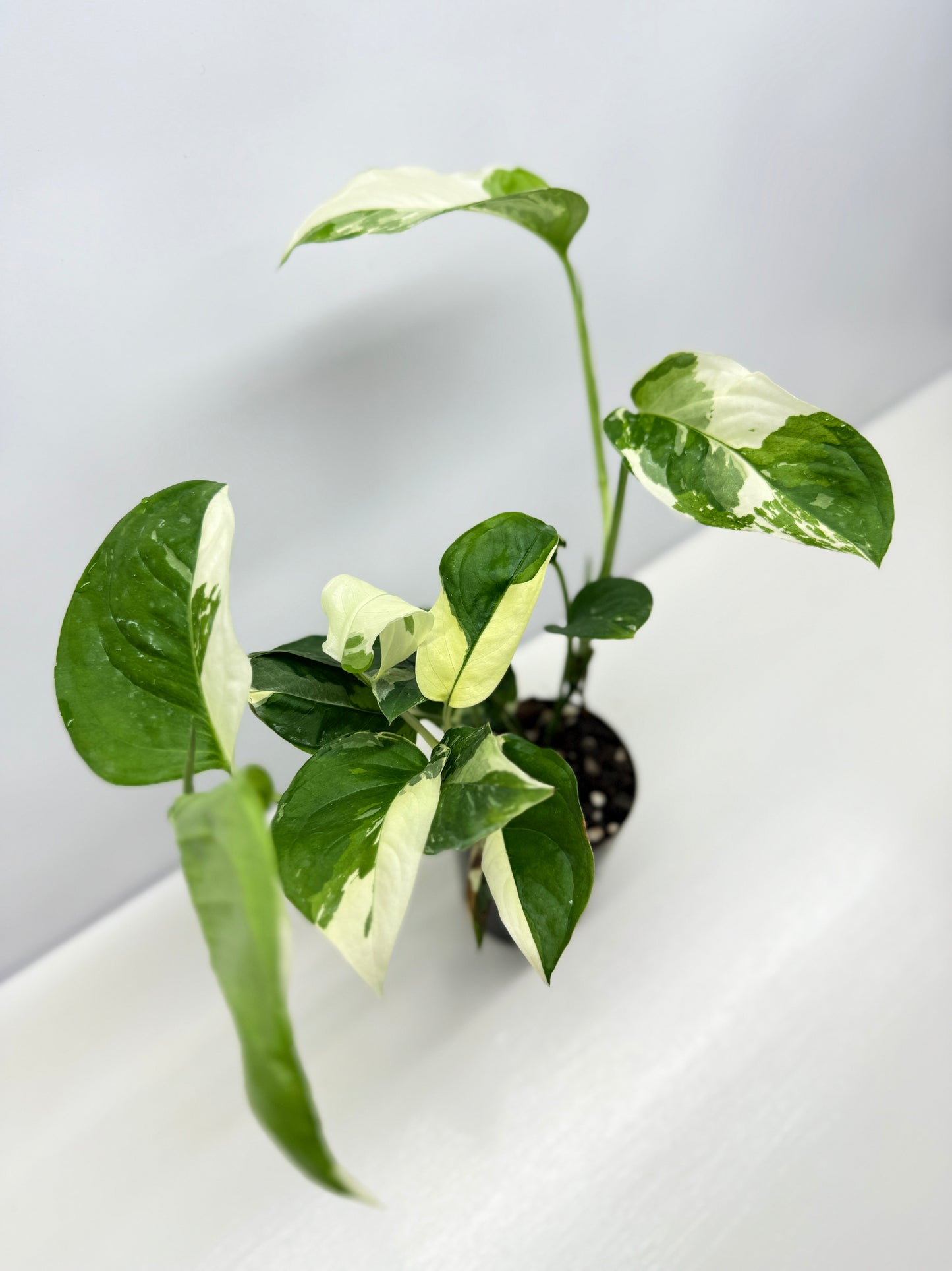 Monstera laniata Variegata D56