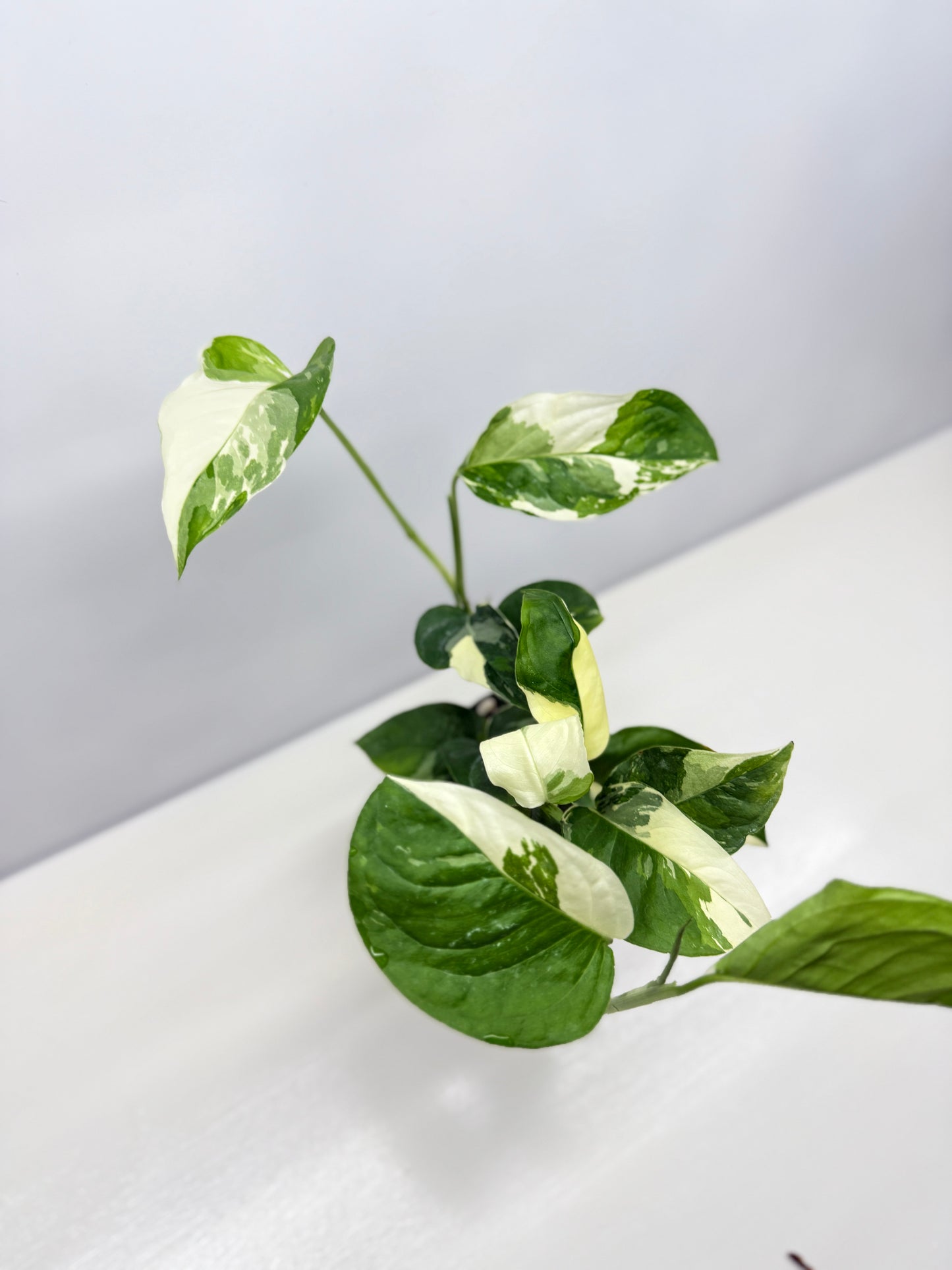 Monstera laniata Variegata D56