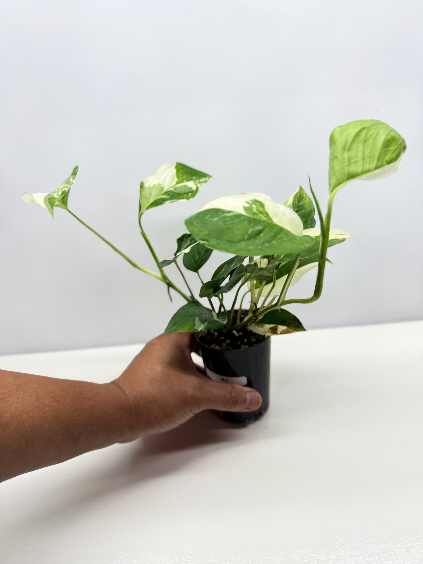 Monstera laniata Variegata D56