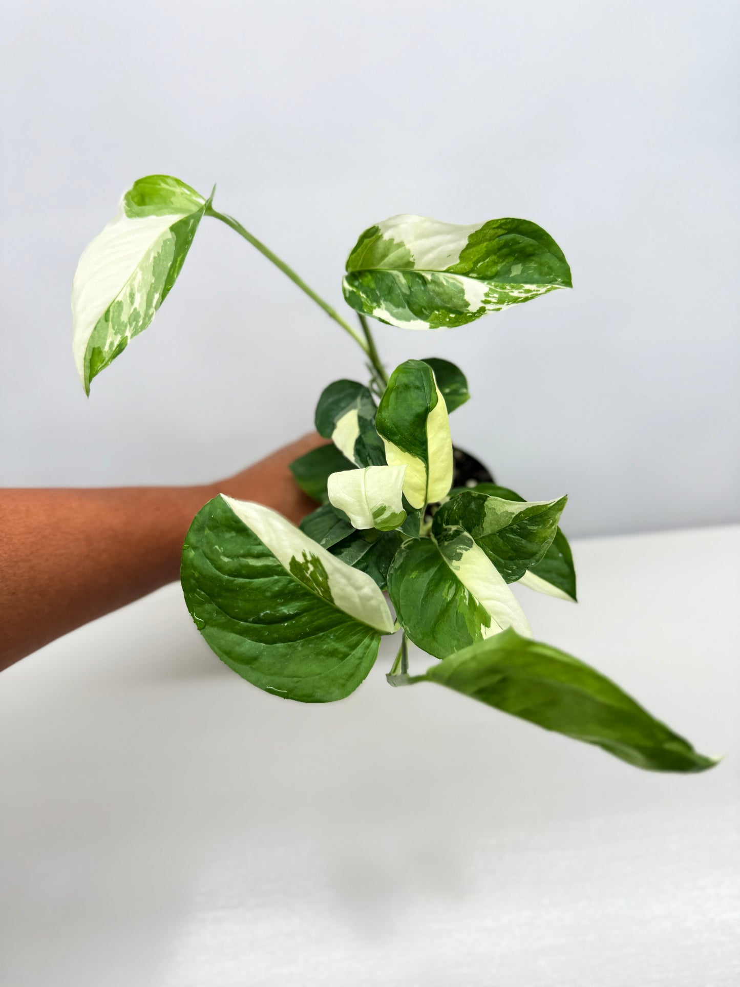 Monstera laniata Variegata D56