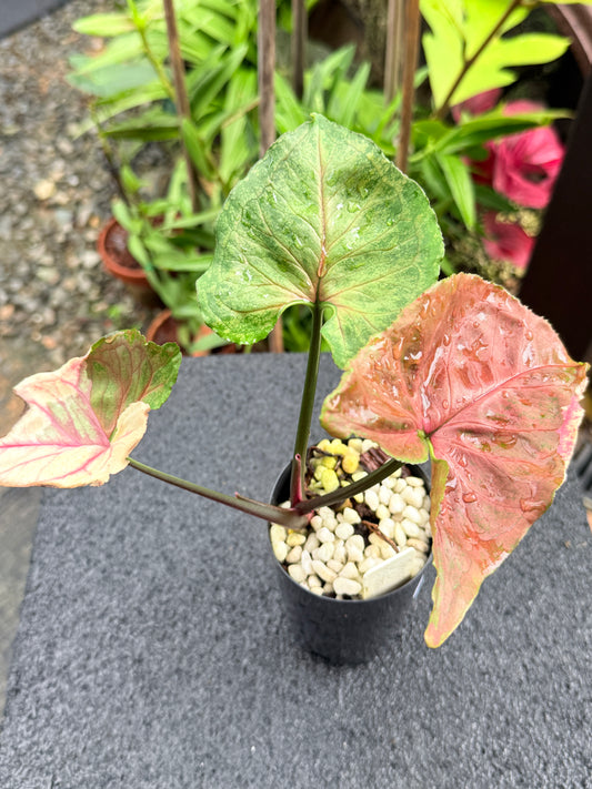 Syngonium 'Strawberry Ice' M5