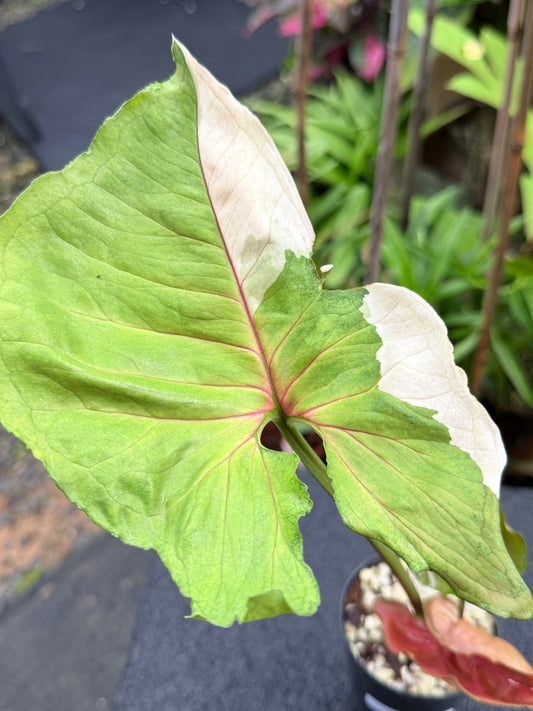 Syngonium 'Strawberry Ice' M6