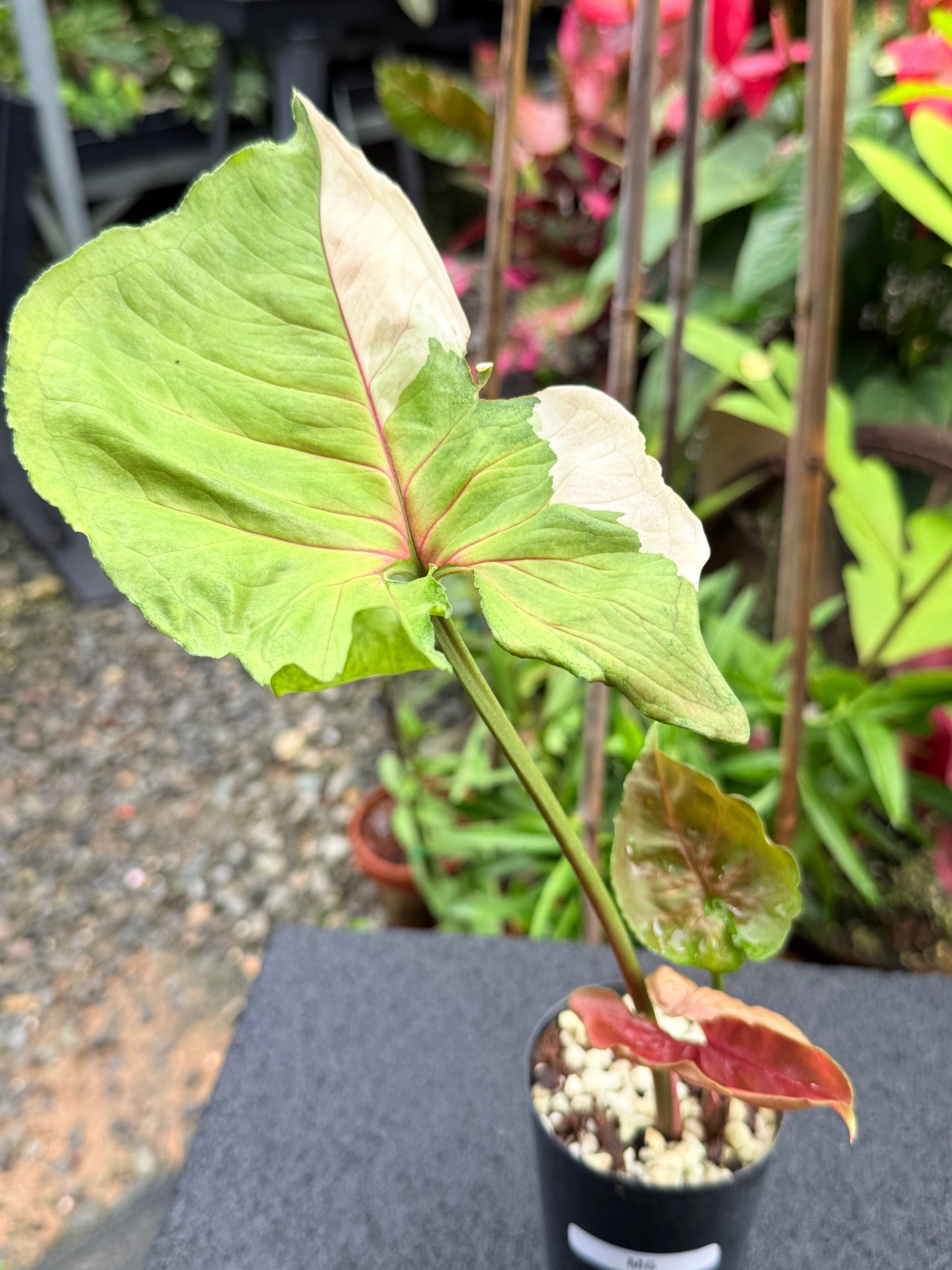 Syngonium 'Strawberry Ice' M6