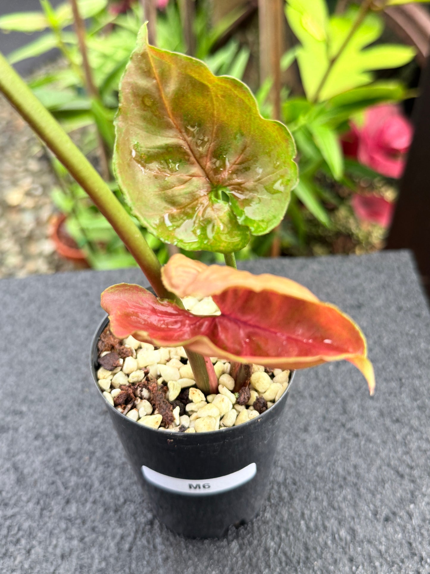 Syngonium 'Strawberry Ice' M6