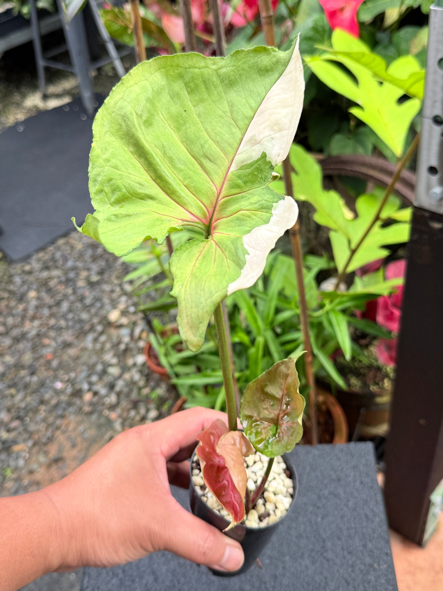 Syngonium 'Strawberry Ice' M6