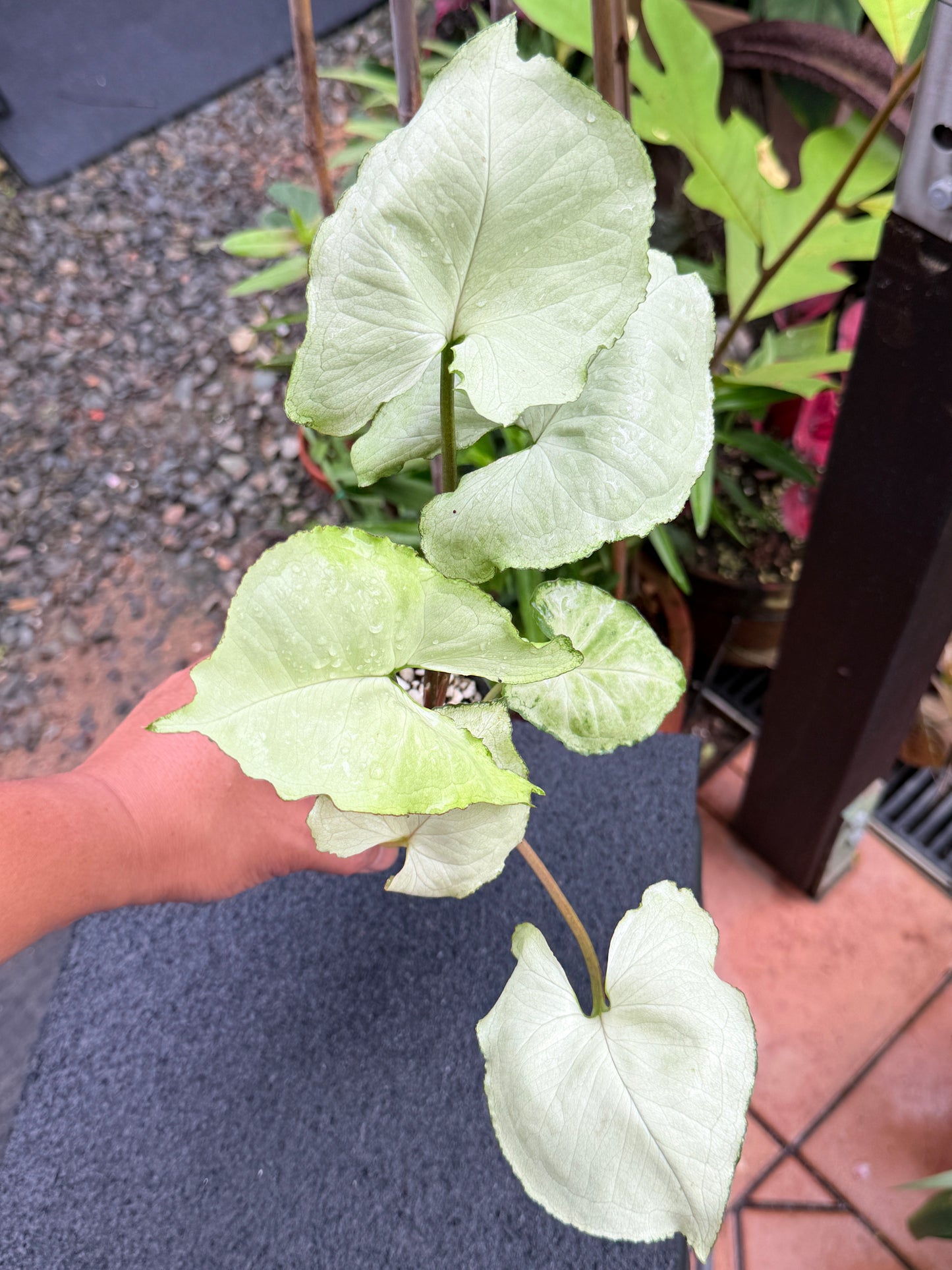 Syngonium 'Silver NOID' M7
