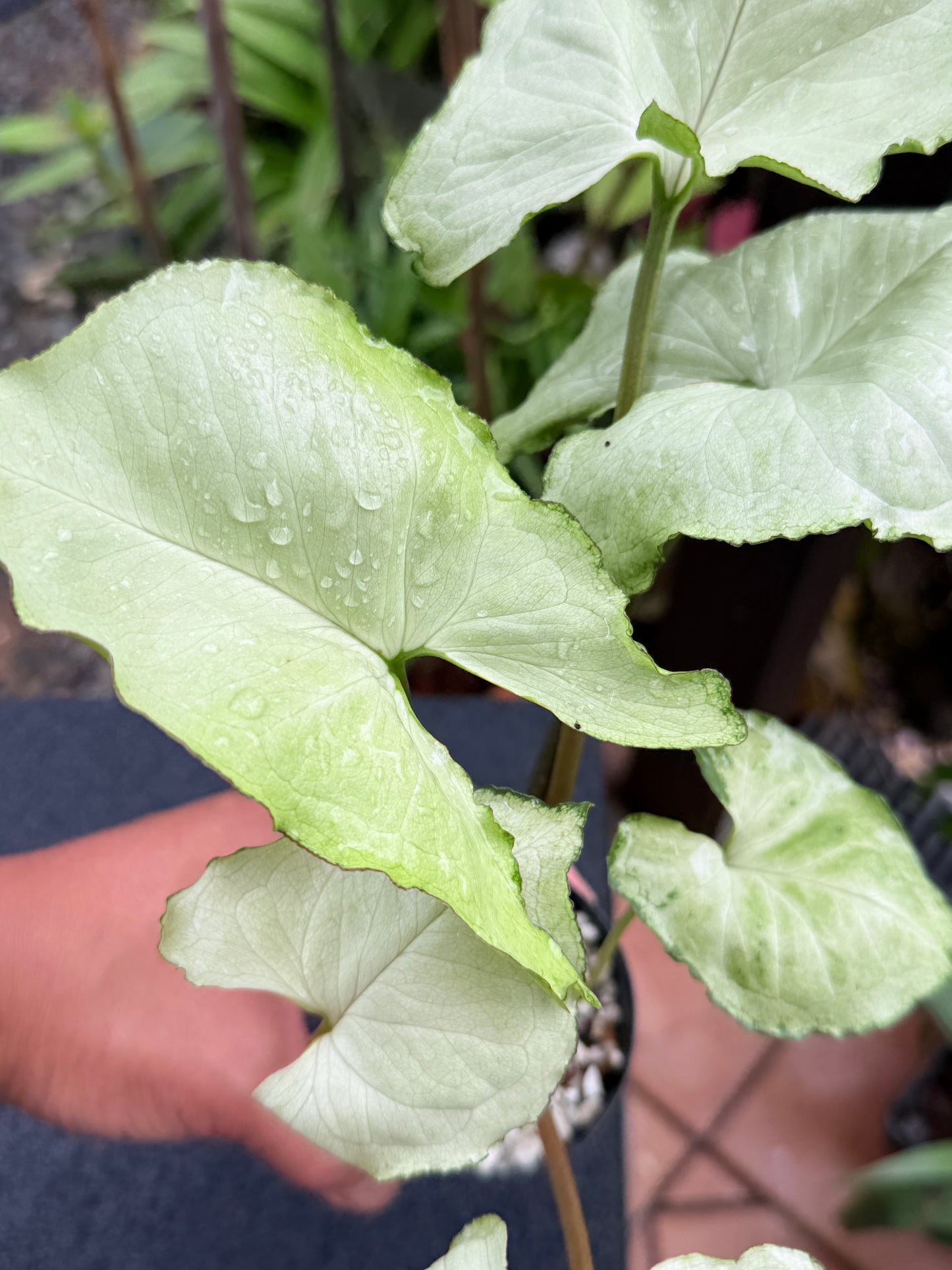 Syngonium 'Silver NOID' M7