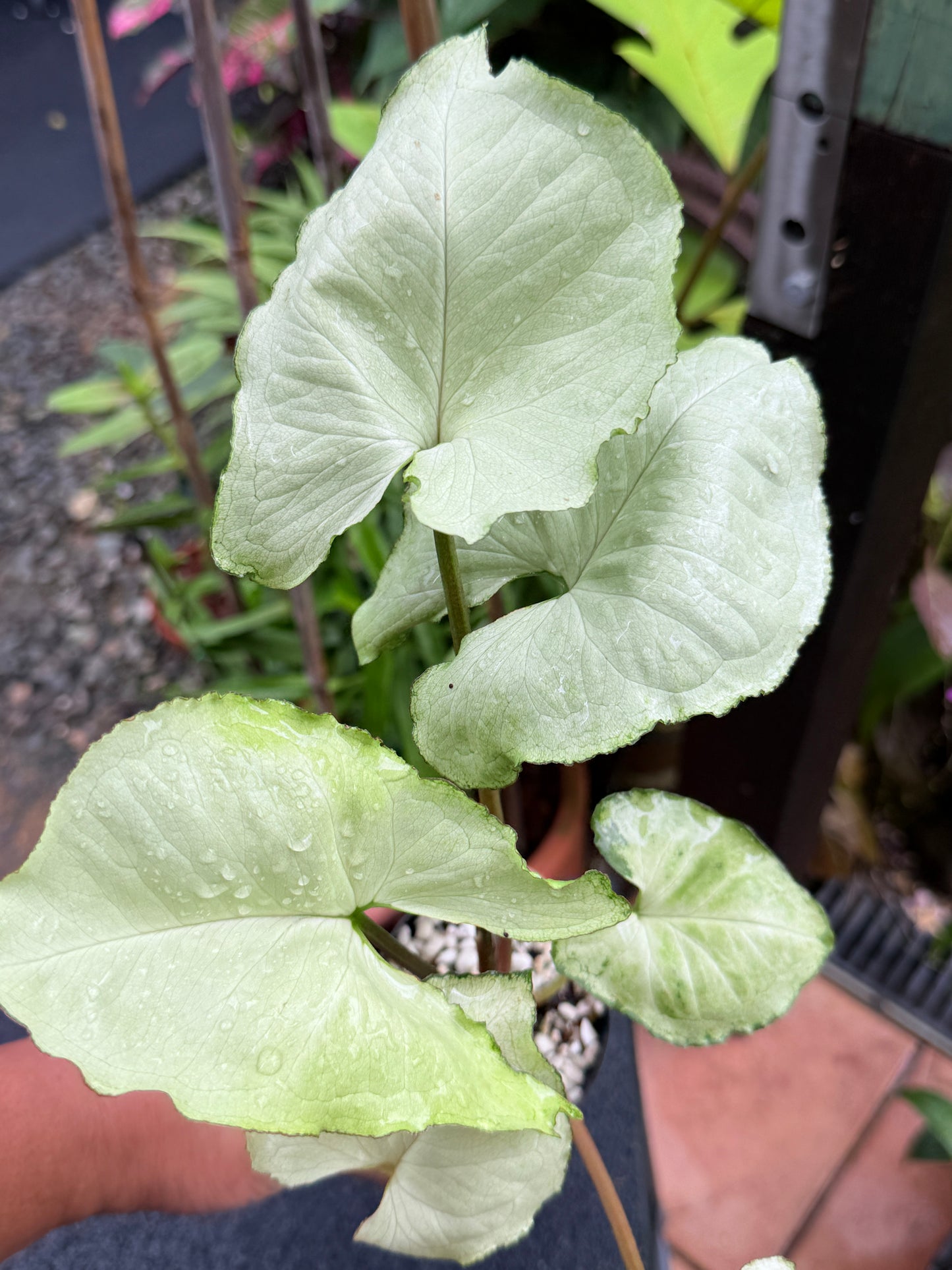 Syngonium 'Silver NOID' M7
