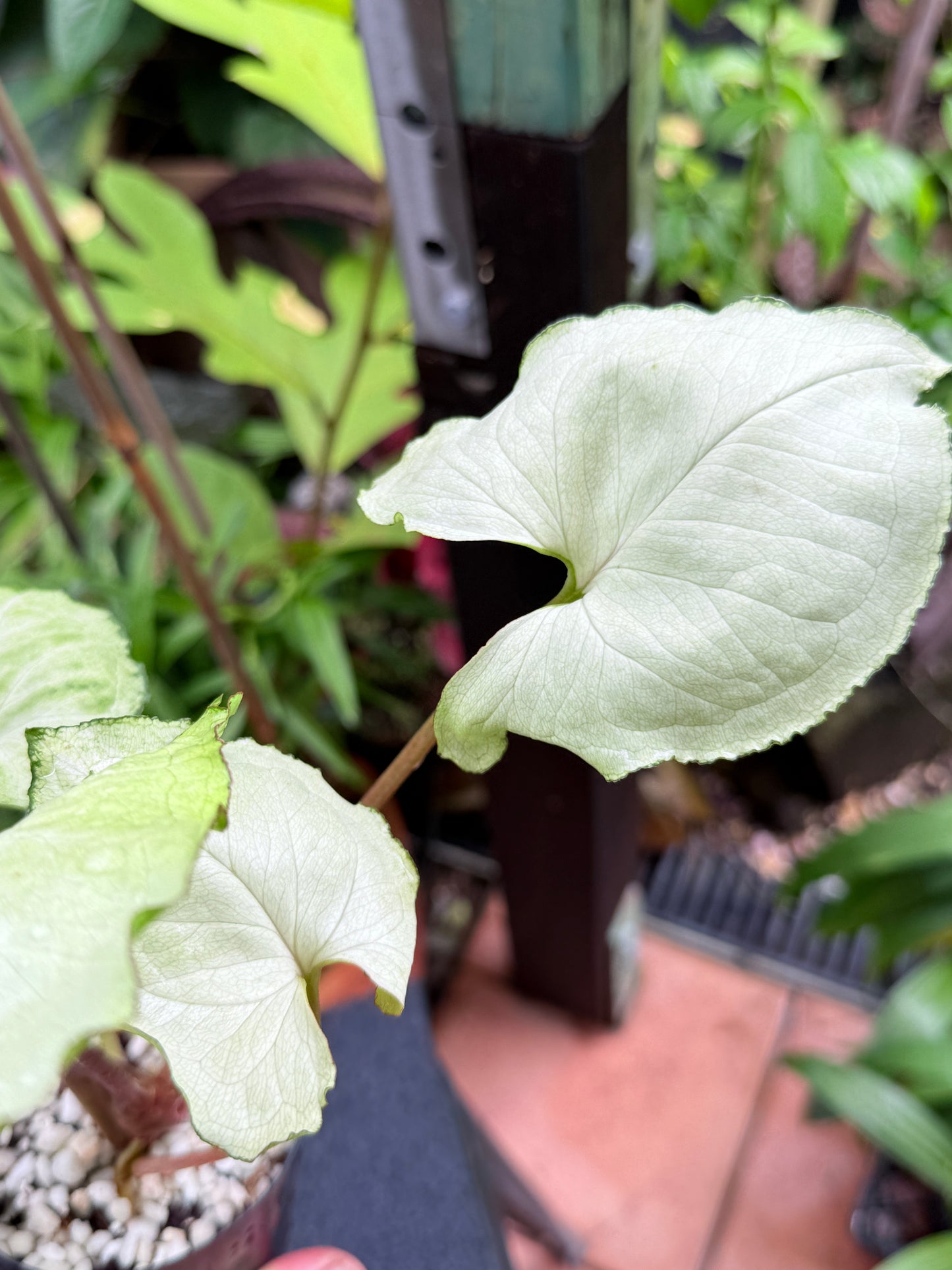 Syngonium 'Silver NOID' M7