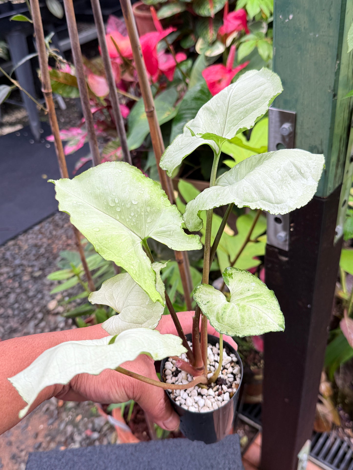 Syngonium 'Silver NOID' M7