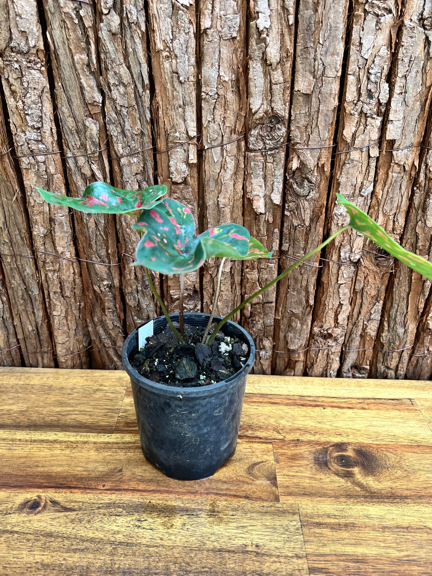 Caladium Poison Dart Frog C204