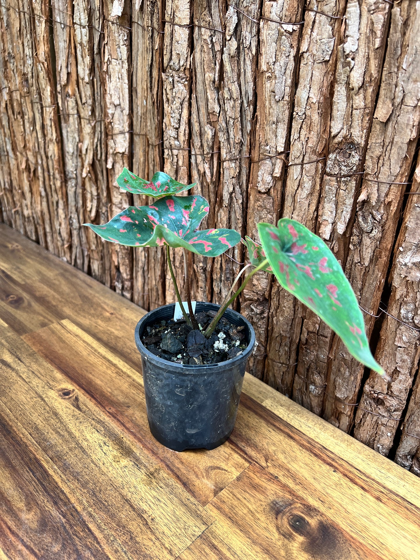 Caladium Poison Dart Frog C204