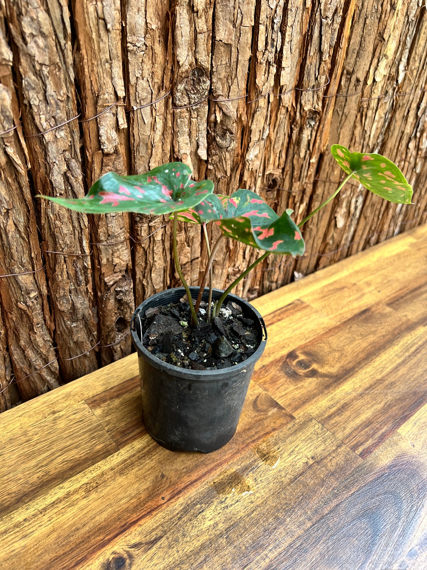 Caladium Poison Dart Frog C204