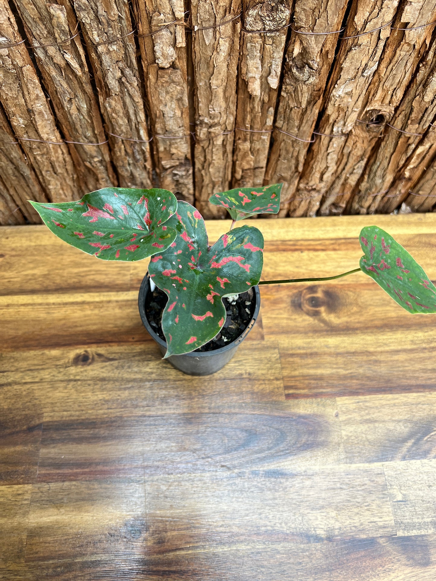 Caladium Poison Dart Frog C204