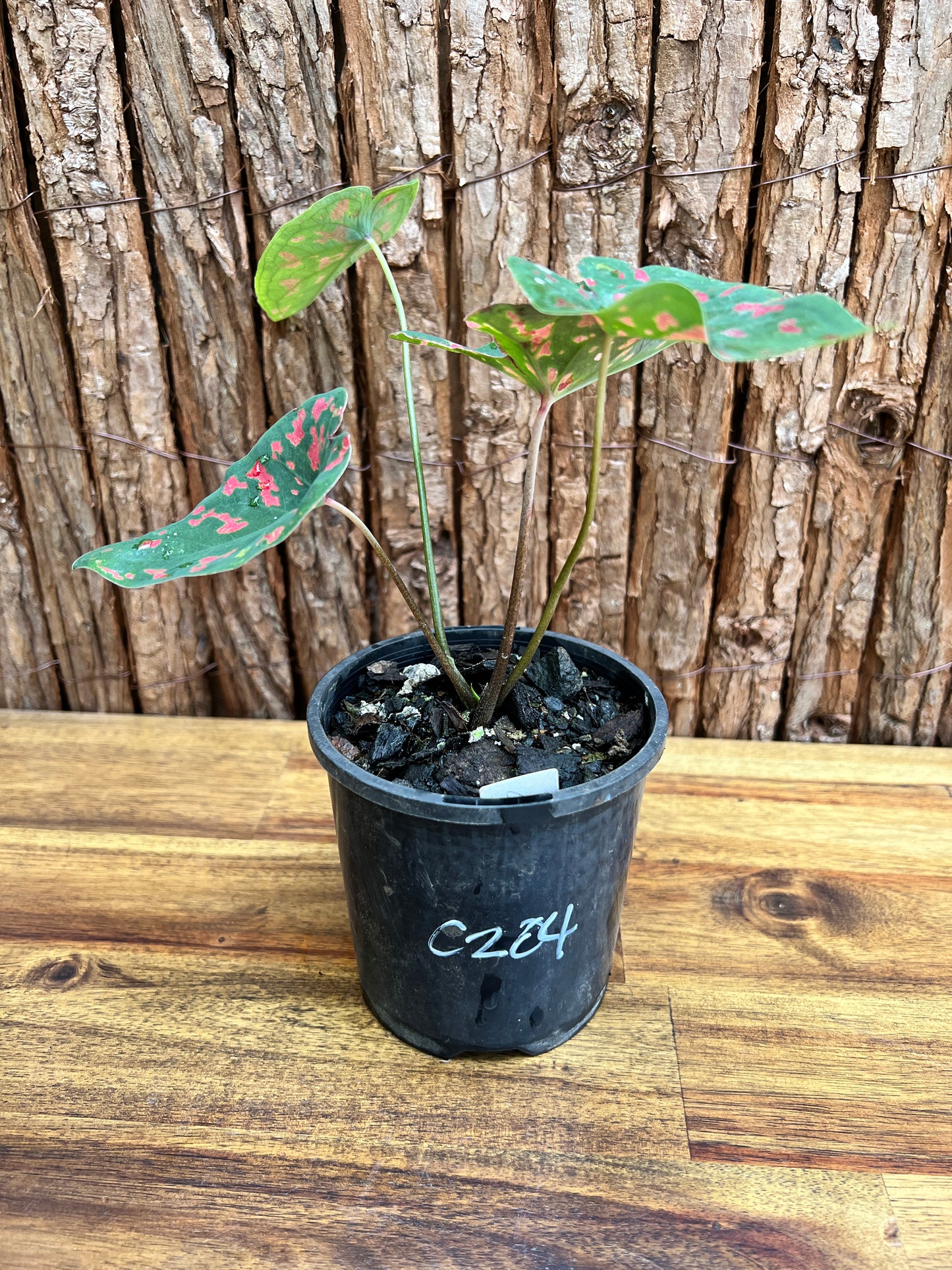 Caladium Poison Dart Frog C204