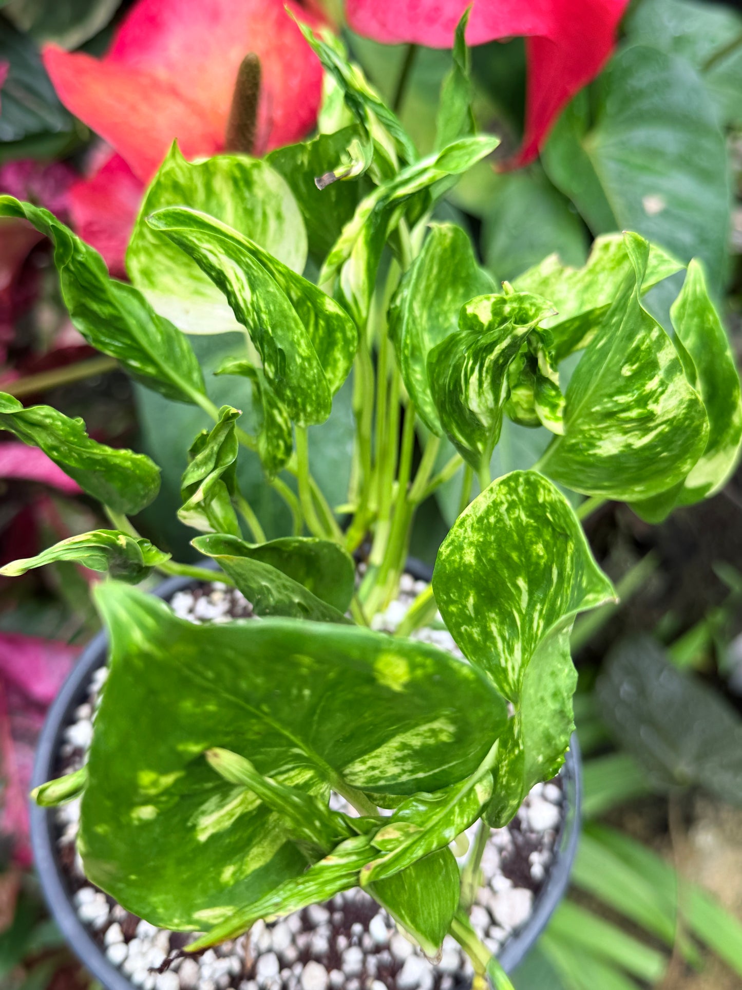Epipremnum 'Shangri La' 3 for $25 till all gone!