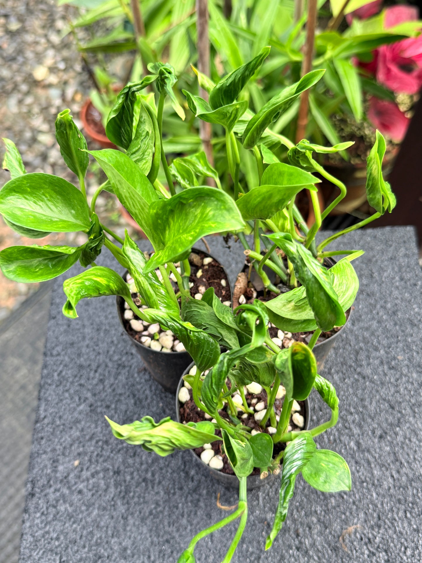 Epipremnum 'Shangri La' 3 for $25 till all gone!