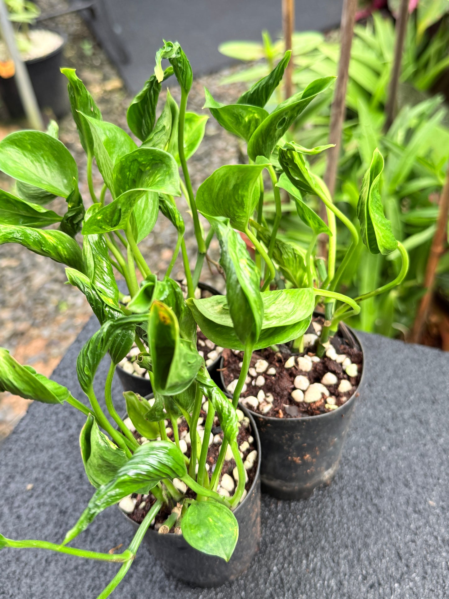 Epipremnum 'Shangri La' 3 for $25 till all gone!