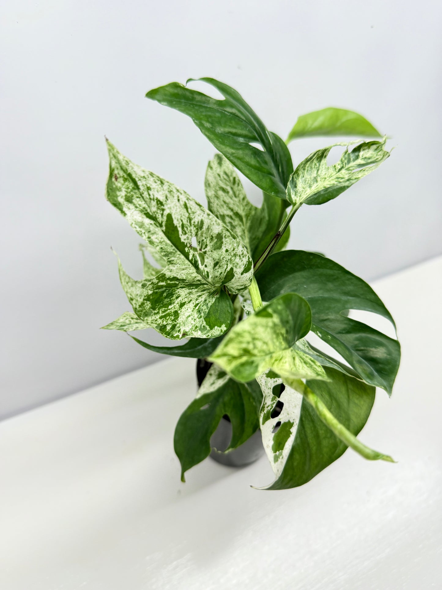 Epipremnum Pinnatum Marble - Best Pick of the Crop!