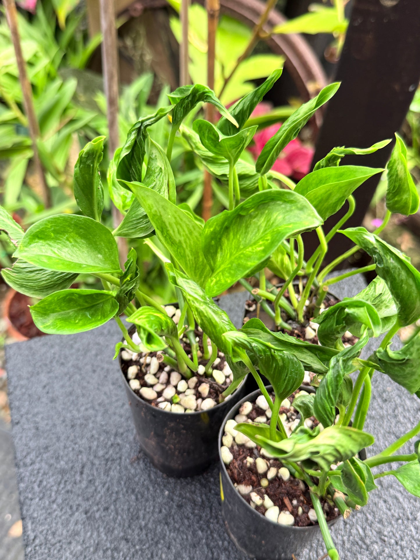 Epipremnum 'Shangri La' 3 for $25 till all gone!