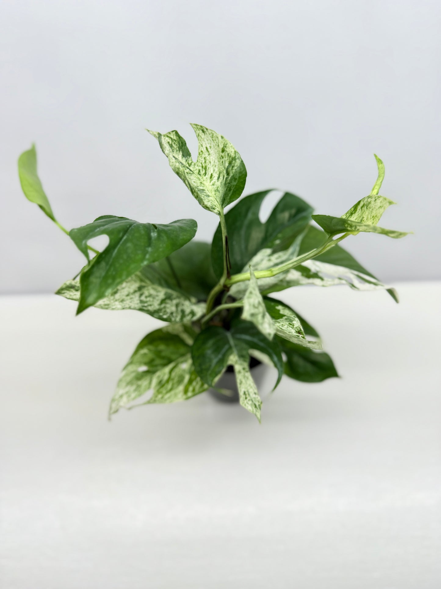 Epipremnum Pinnatum Marble - Best Pick of the Crop!