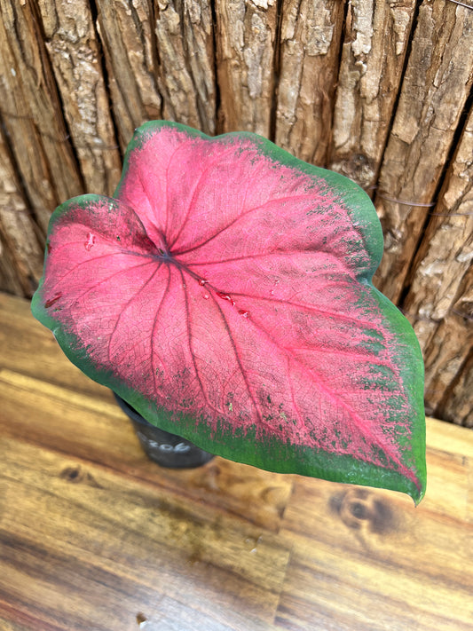 Caladium Bicolour NOID C206