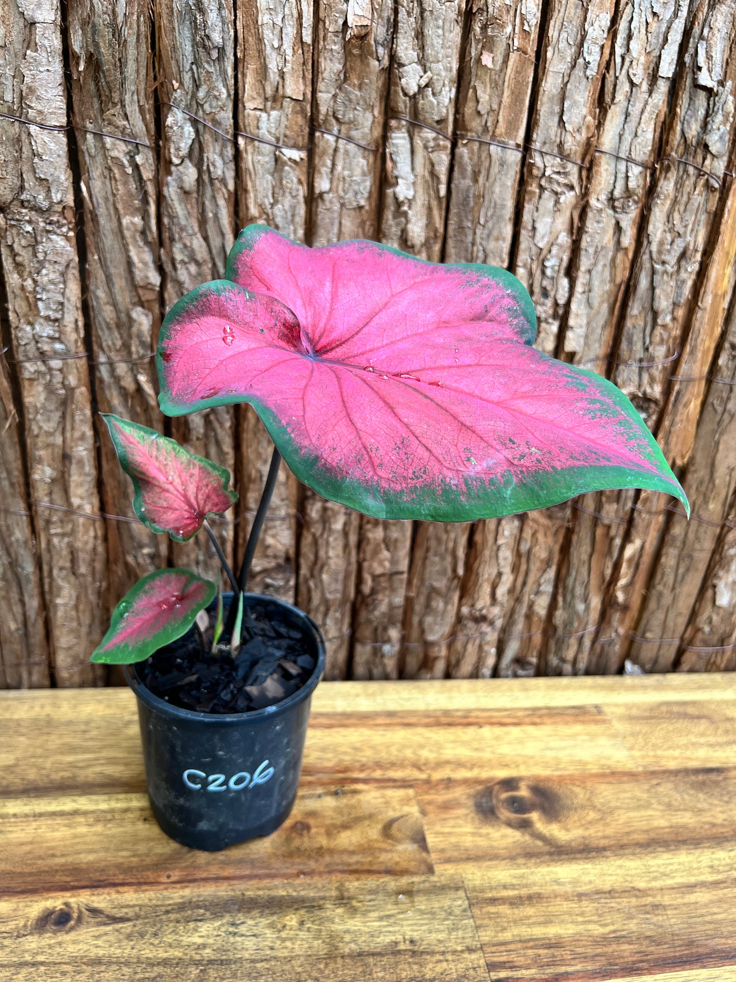 Caladium Bicolour NOID C206