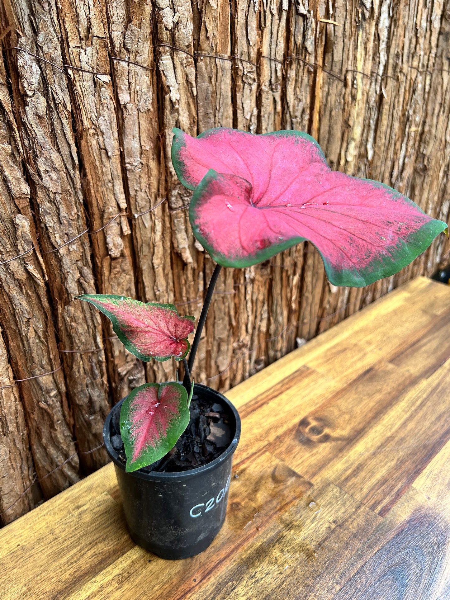 Caladium Bicolour NOID C206