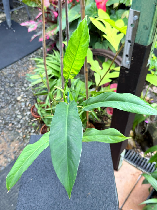 Philodendron 'Lapoanum' M11