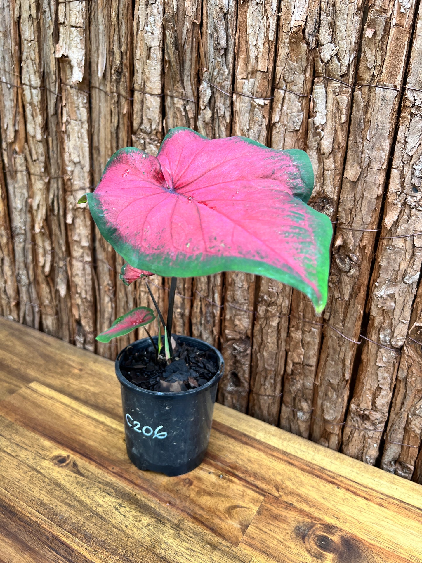 Caladium Bicolour NOID C206