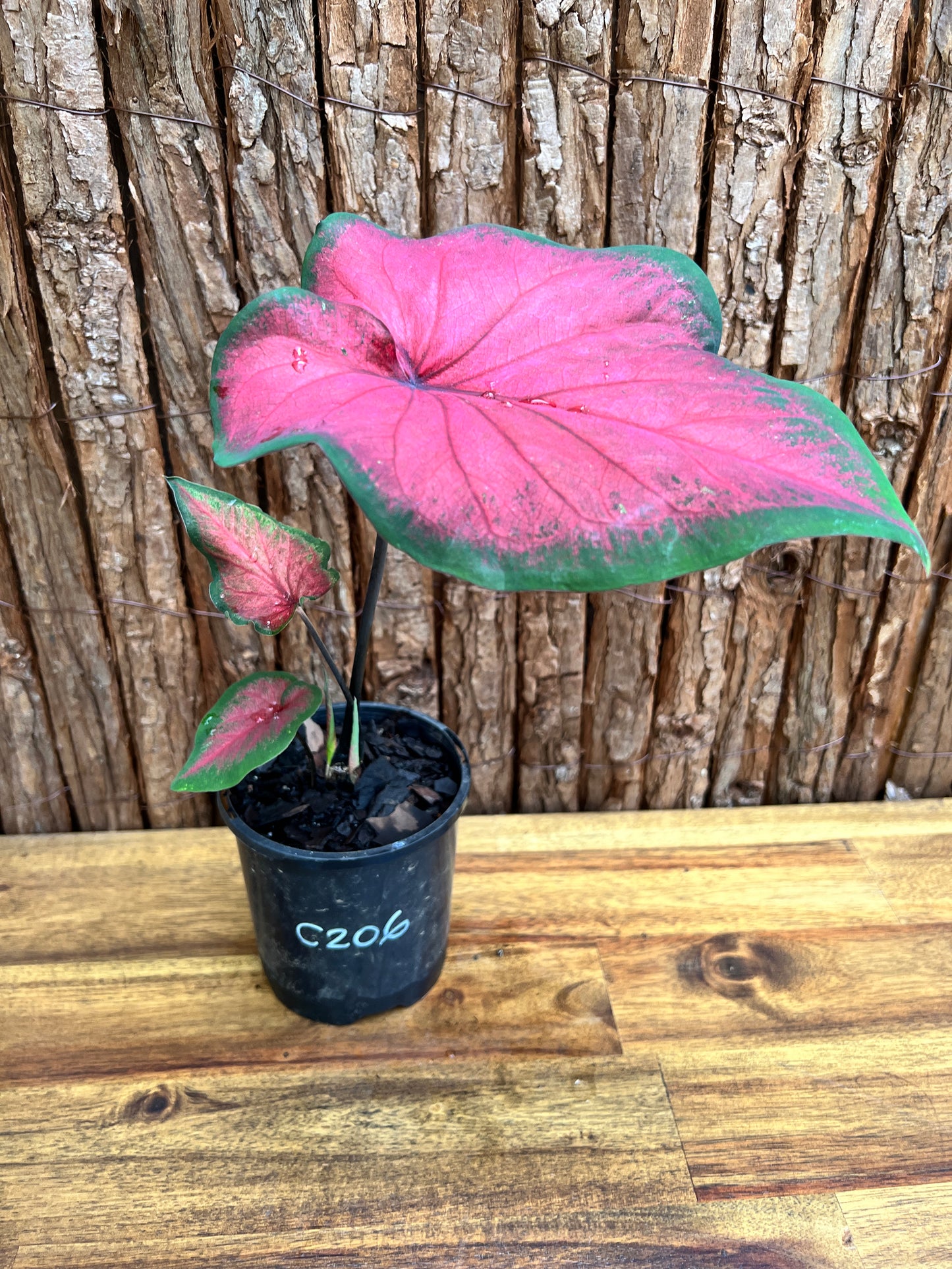 Caladium Bicolour NOID C206