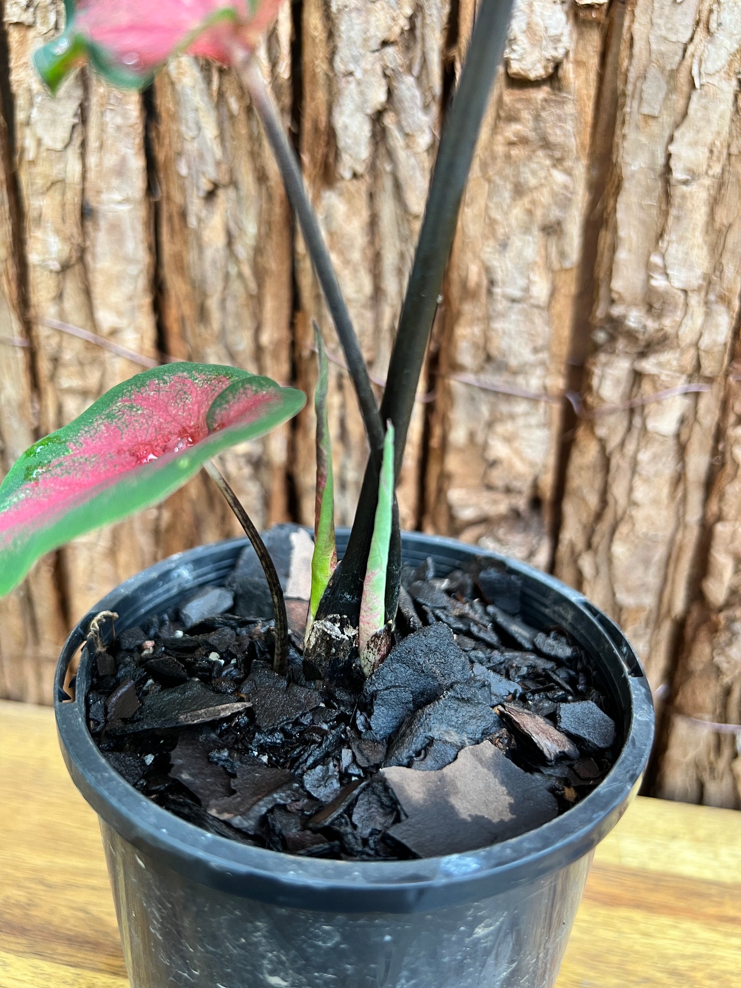 Caladium Bicolour NOID C206