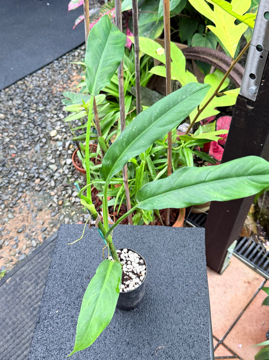 Philodendron 'Lapoanum' W30