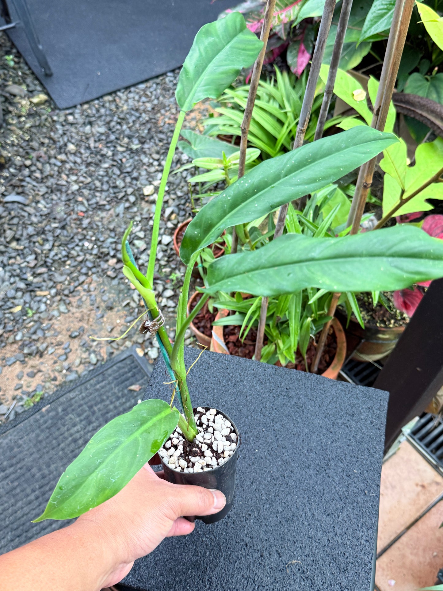 Philodendron 'Lapoanum' W30