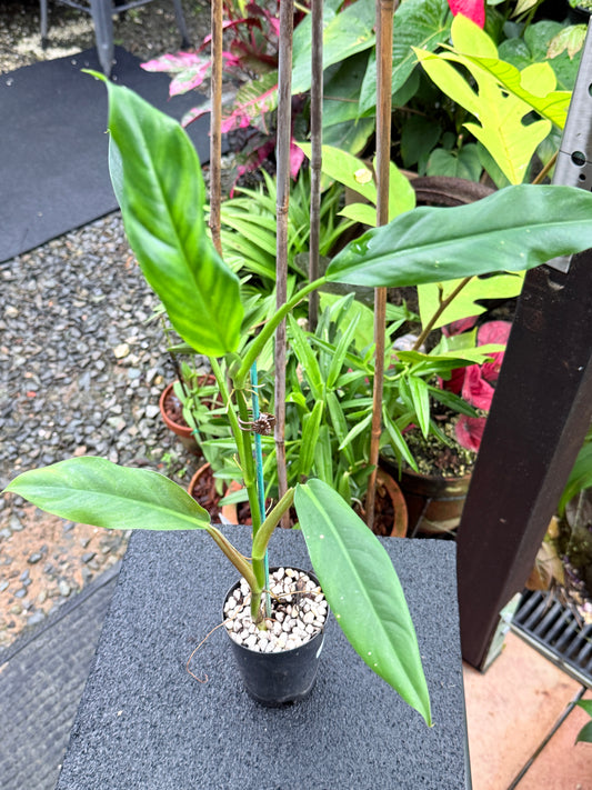 Philodendron 'Lapoanum' M12