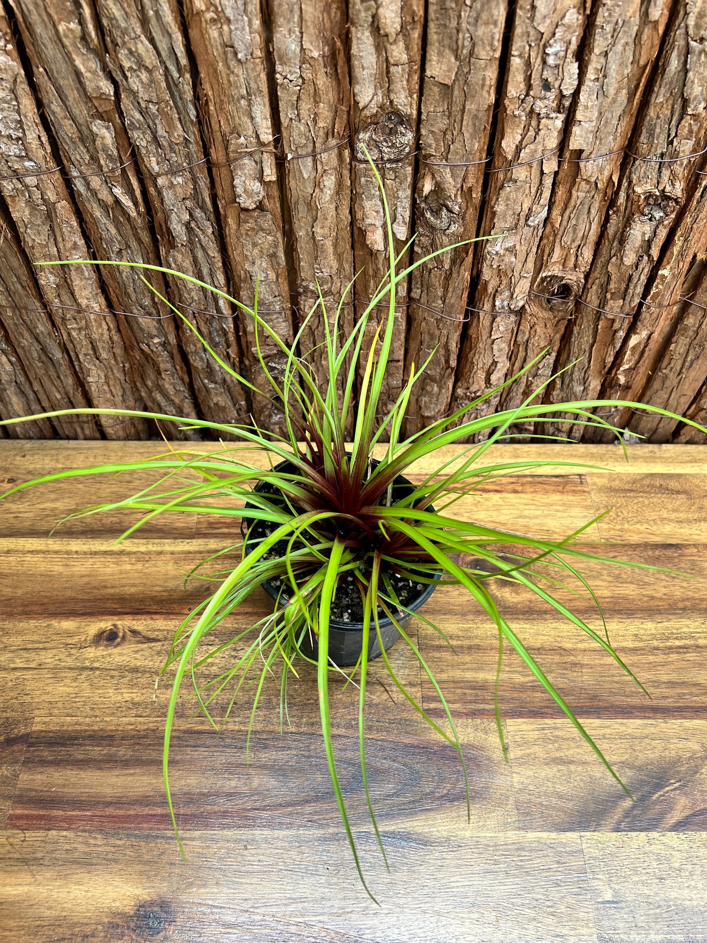 Tillandsia cyanea C211