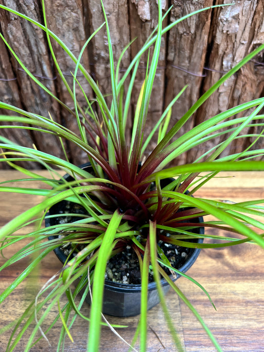 Tillandsia cyanea C211