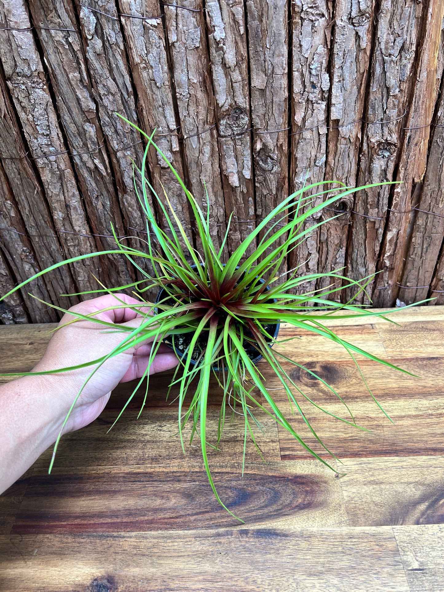 Tillandsia cyanea C211