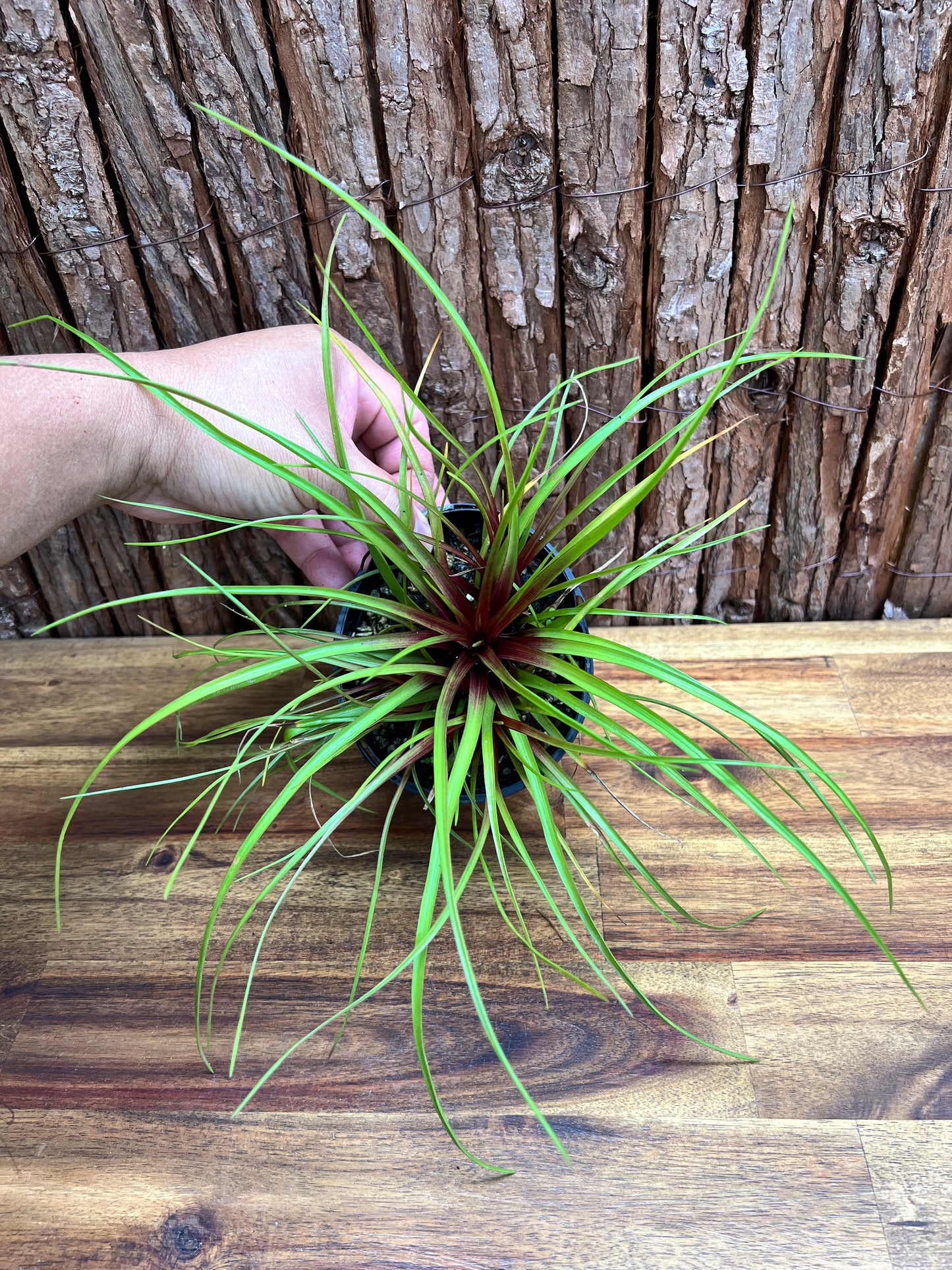 Tillandsia cyanea C211