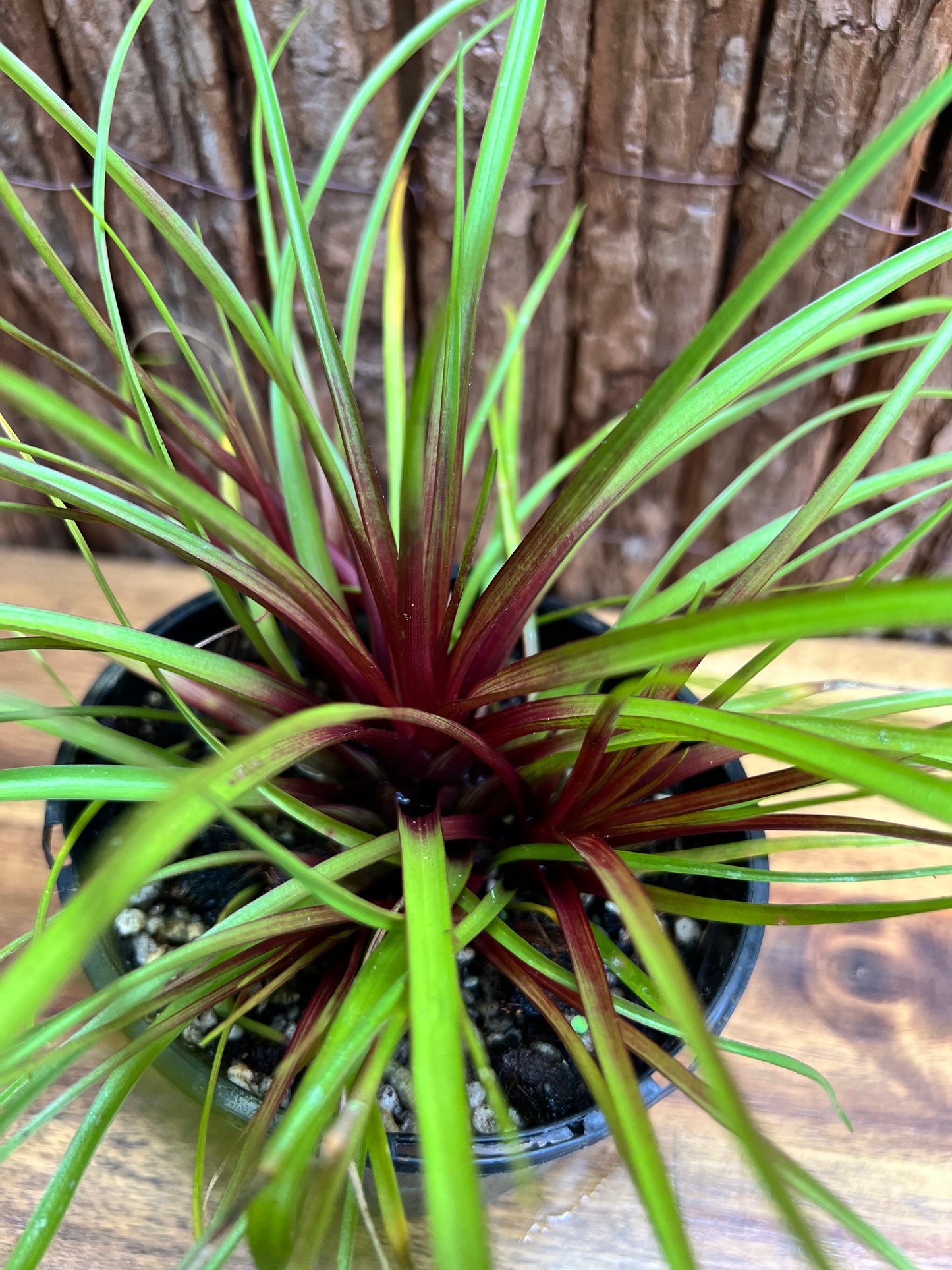 Tillandsia cyanea C211