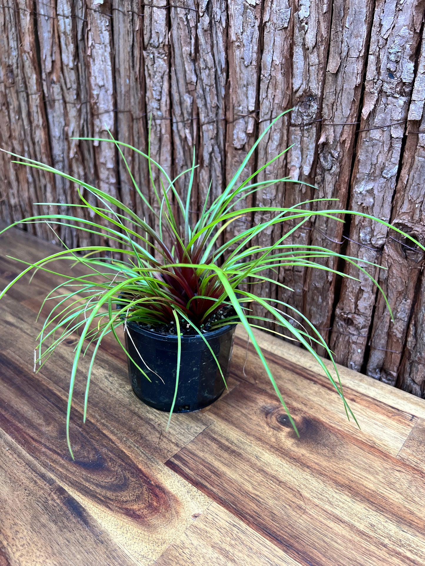 Tillandsia cyanea C211