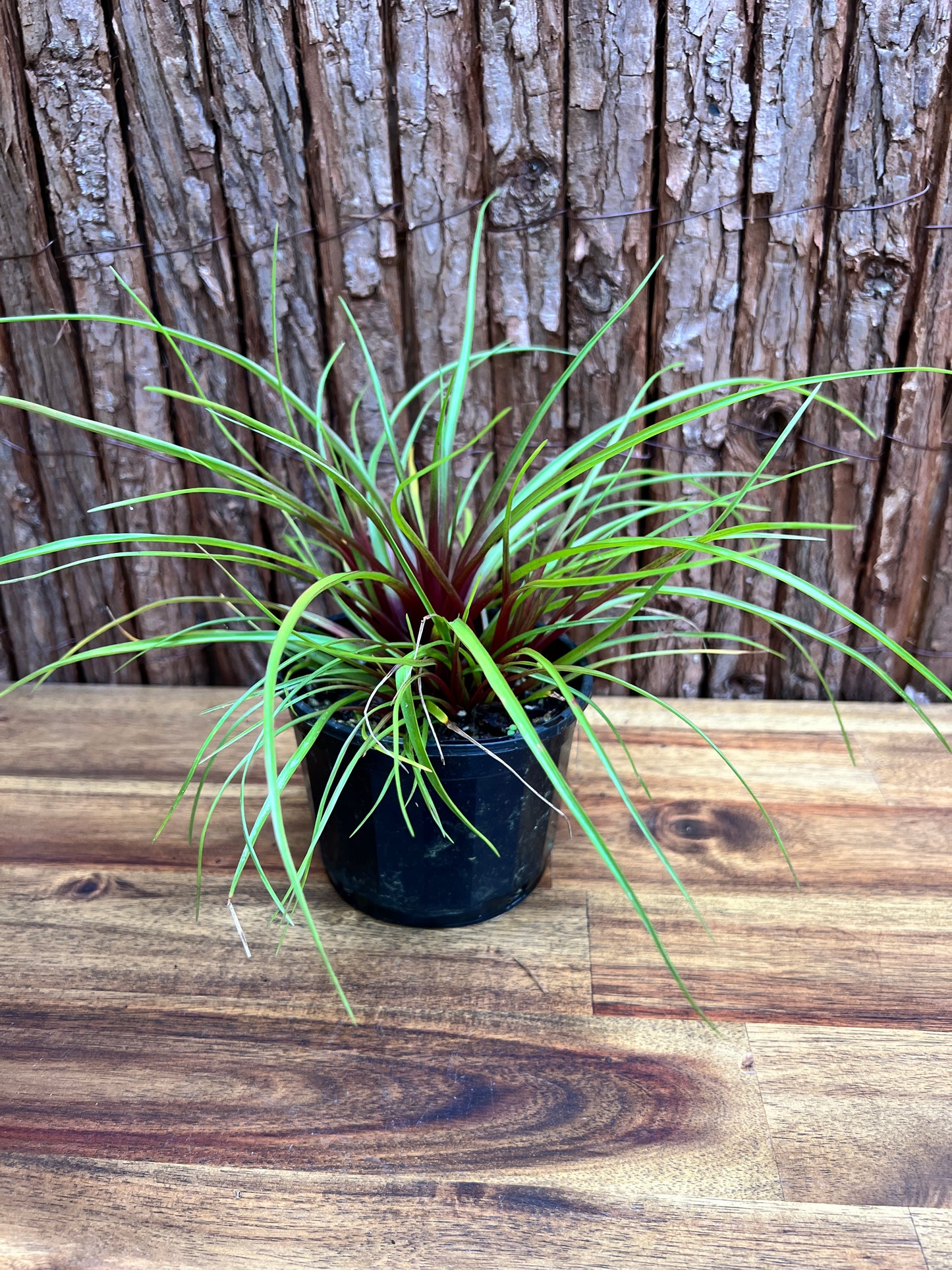 Tillandsia cyanea C211