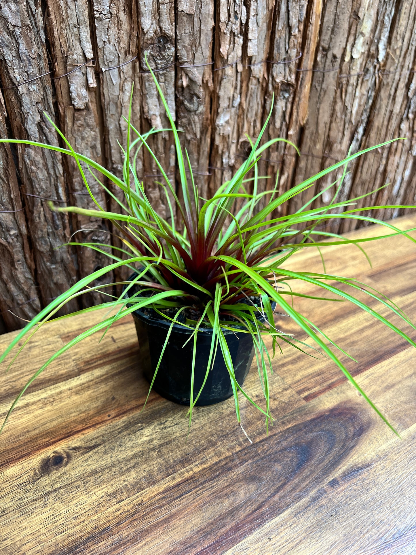 Tillandsia cyanea C211