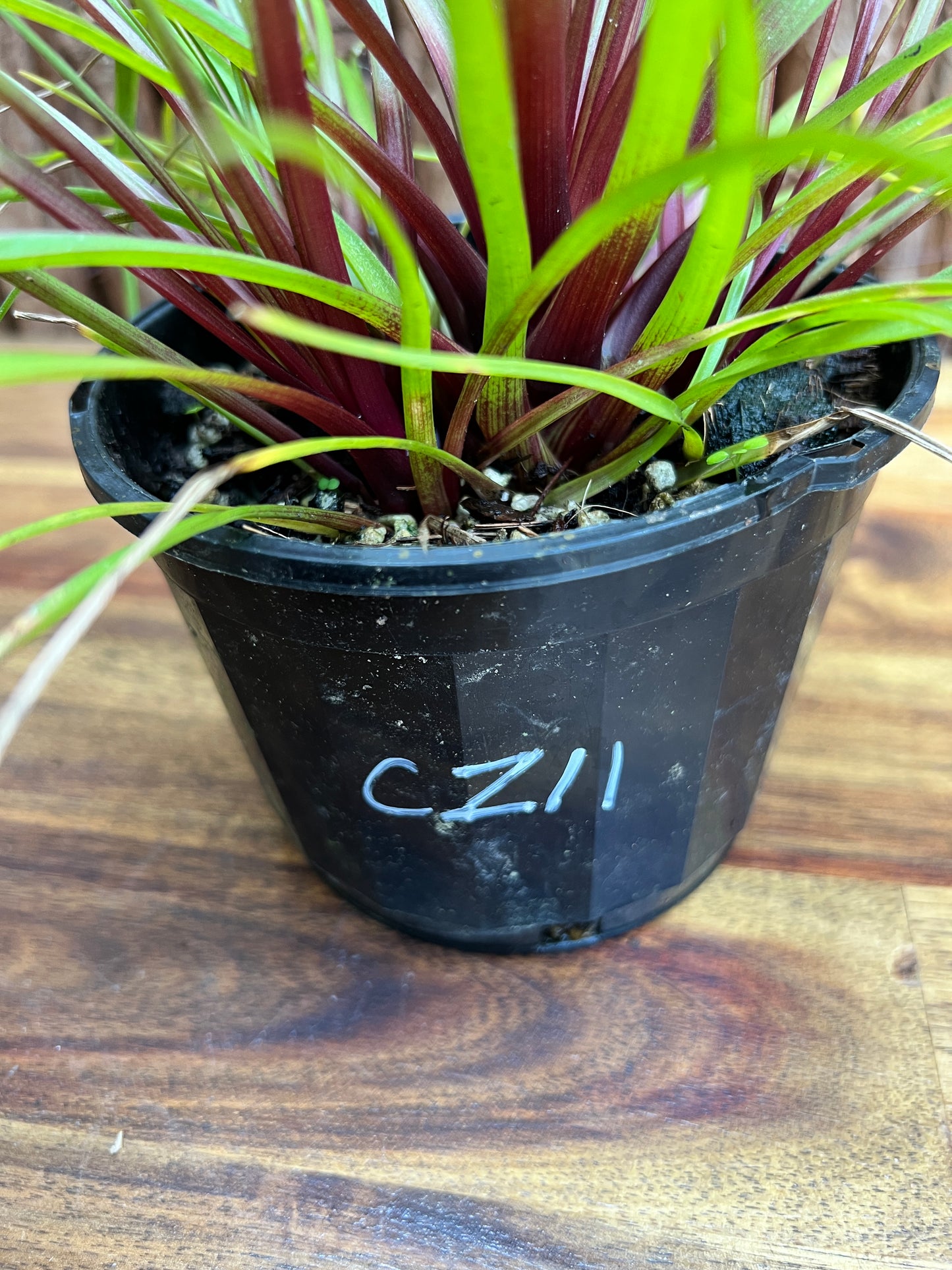 Tillandsia cyanea C211