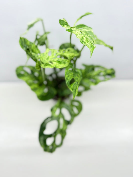 Monstera Adansonii Variegated Mottled Mint - Double Planted A12