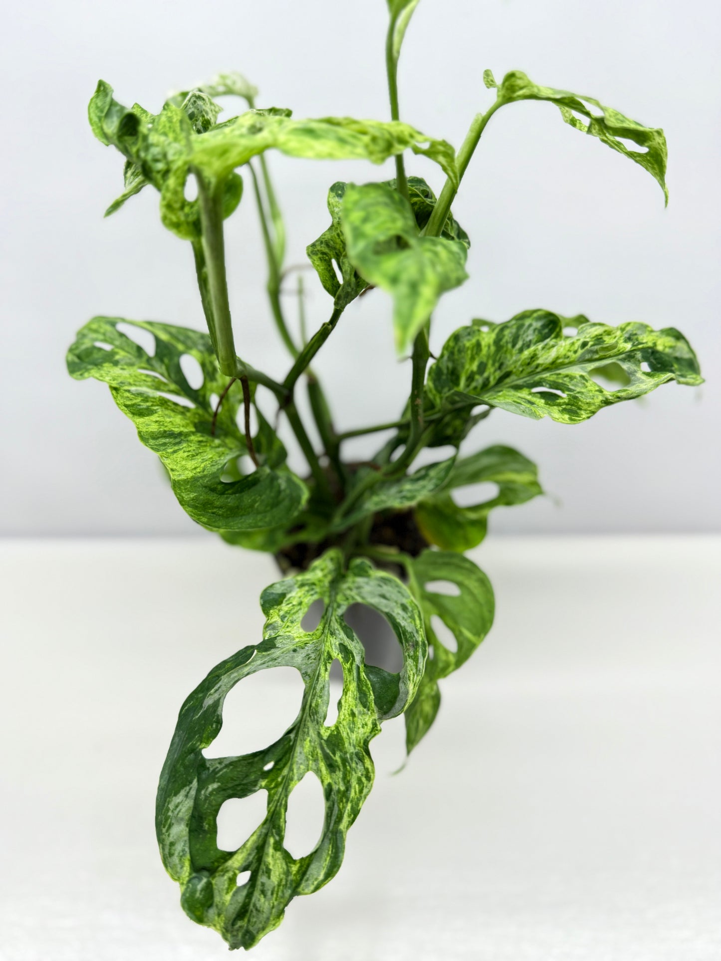 Monstera Adansonii Variegated Mottled Mint - Double Planted A12