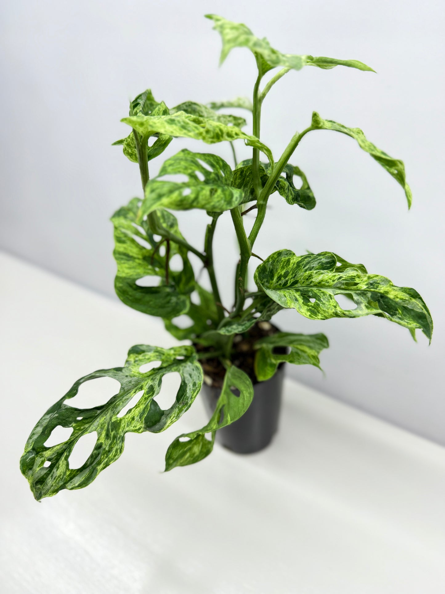 Monstera Adansonii Variegated Mottled Mint - Double Planted A12
