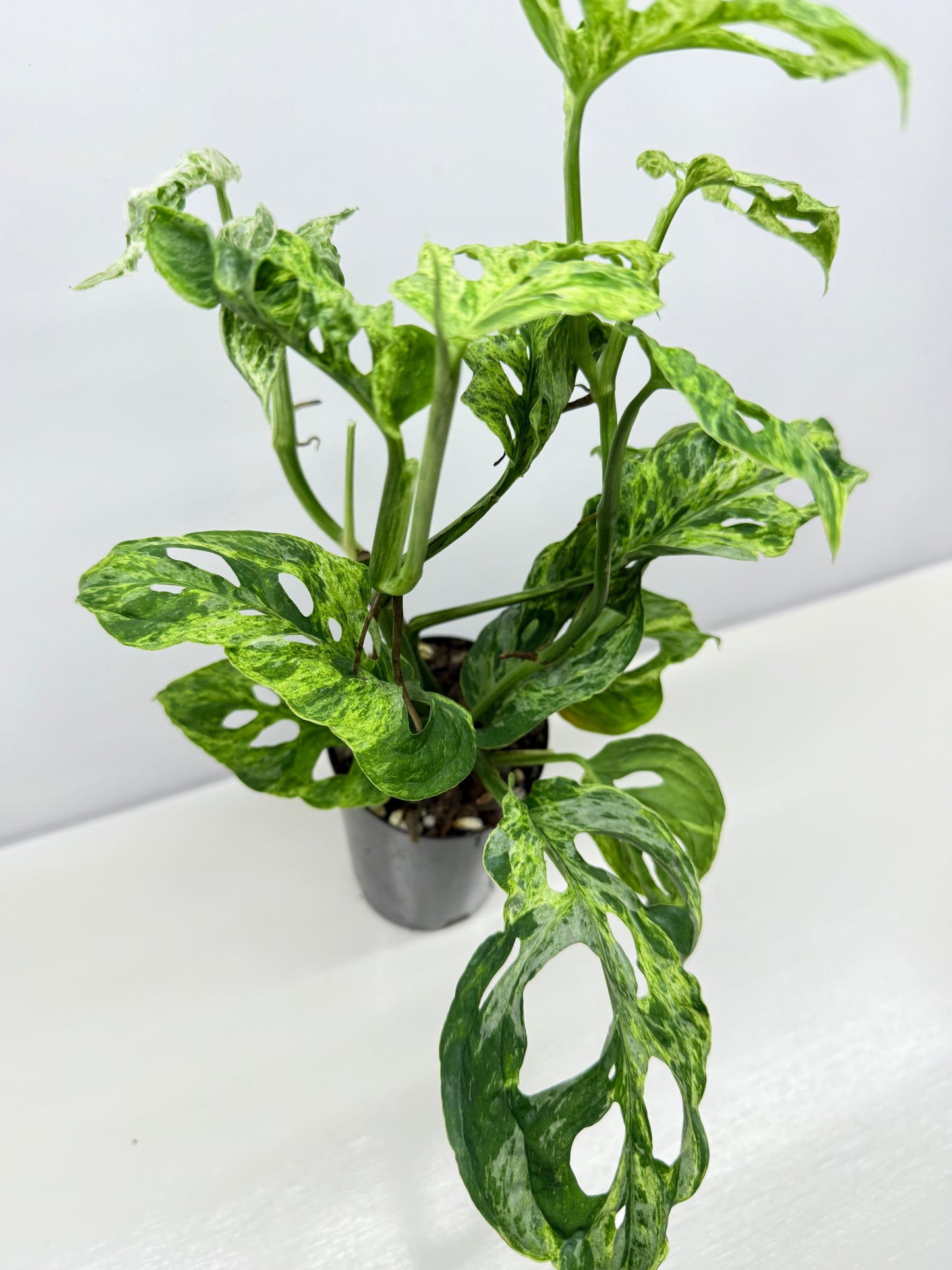 Monstera Adansonii Variegated Mottled Mint - Double Planted A12